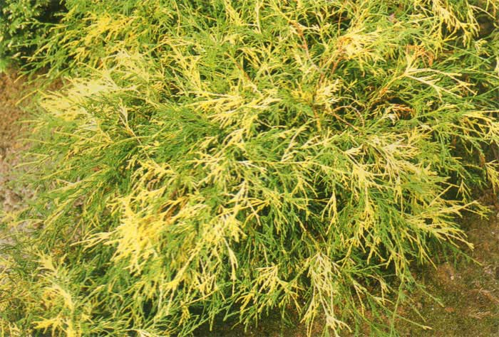 Кипарисовик горіхоплідний Філіфера ауреоварієгата, chamaecyparis pisifera filifera aureovariegata, 3-річний - Зображення 4