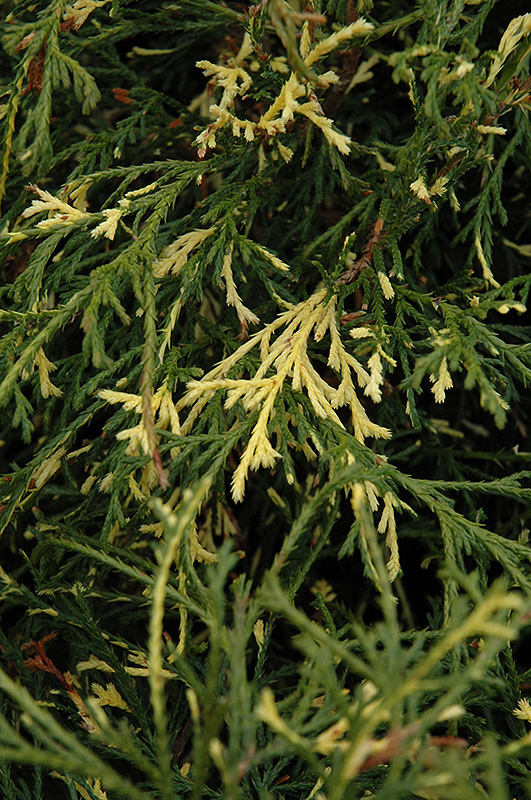 Кипарисовик горіхоплідний Філіфера ауреоварієгата, chamaecyparis pisifera filifera aureovariegata, 3-річний - Зображення 5