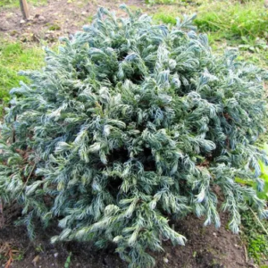 Кипарисовик горохоплідний "Карлі Топс" Chamaecyparis pisifera "Curly Tops" 3-річний, С1, 5