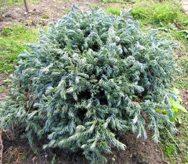 Кипарисовик горохоплідний "Карлі Топс" Chamaecyparis pisifera "Curly Tops" 3-річний, С1, 5