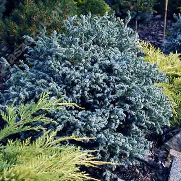 Кипарисовик горохоплідний "Карлі Топс" Chamaecyparis pisifera "Curly Tops" 3-річний, С1, 5 - Зображення 2
