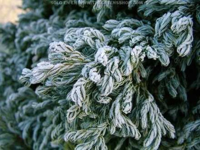 Кипарисовик горохоплідний "Карлі Топс" Chamaecyparis pisifera "Curly Tops" 3-річний, С1, 5 - Зображення 3