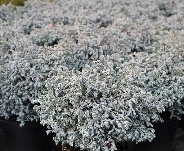 Кипарисовик горохоплідний "Карлі Топс" Chamaecyparis pisifera "Curly Tops" 3-річний, С1, 5 - Зображення 4