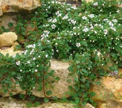Кизильник Дамера 'Майор' Cotoneaster dammeri 'Major' С1, 5 - Зображення 2