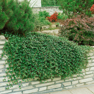 Кизильник Дамера 'Майор' Cotoneaster dammeri 'Major' С1, 5
