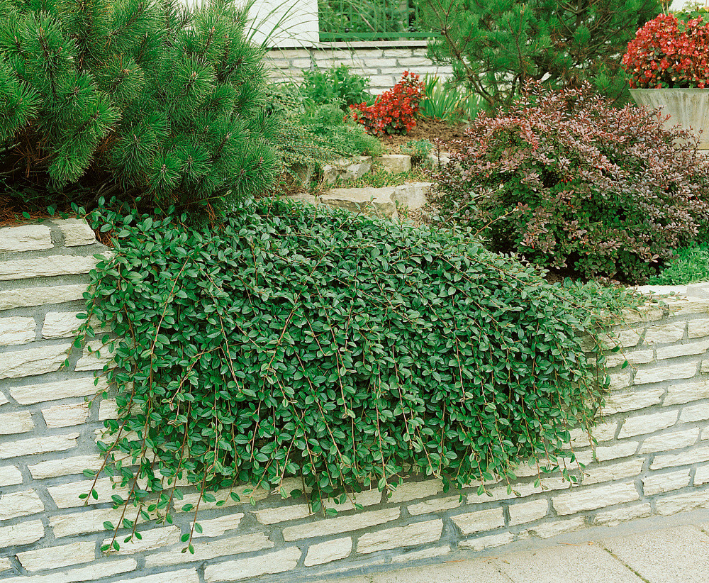 Кизильник Дамера 'Майор' Cotoneaster dammeri 'Major' С1, 5