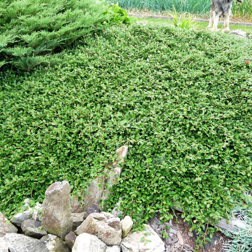 Кизильник Дамера 'Майор' Cotoneaster dammeri 'Major' С1, 5 - Зображення 4