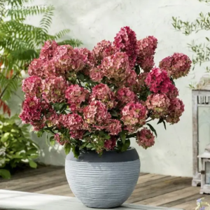 Гортензія волотиста "Петіт Стар" Hydrangea "Petite Star”, С1, 5