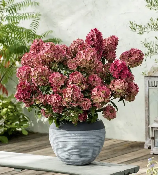 Гортензія волотиста "Петіт Стар" Hydrangea "Petite Star”, С1, 5