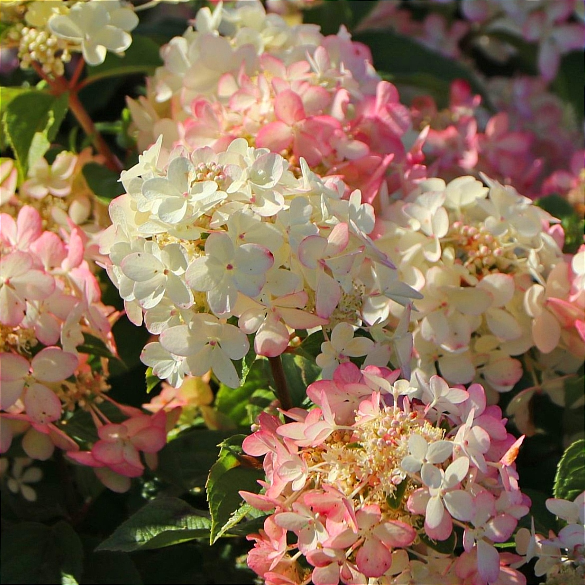 Гортензія волотиста "Петіт Стар" Hydrangea "Petite Star”, С1, 5 - Зображення 2