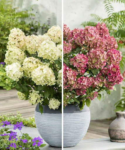 Гортензія волотиста "Петіт Стар" Hydrangea "Petite Star”, С1, 5 - Зображення 3