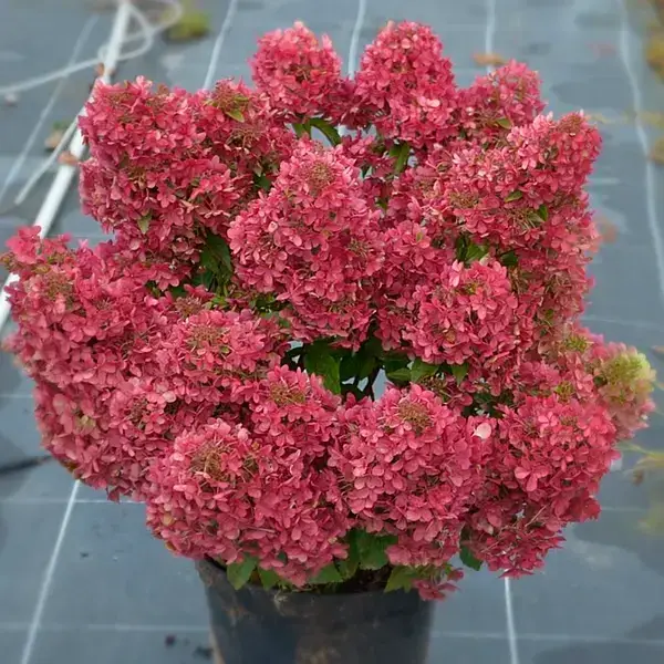 Гортензія волотиста "Петіт Стар" Hydrangea "Petite Star”, С1, 5 - Зображення 4