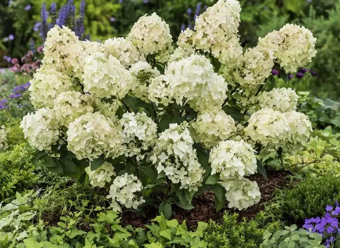 Гортензія волотиста "Петіт Стар" Hydrangea "Petite Star”, С1, 5 - Зображення 5