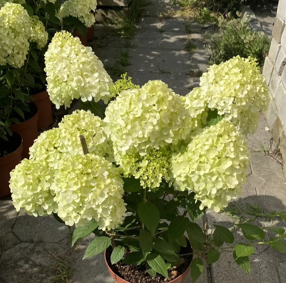 Гортензія волотиста "Петіт Чері" Hydrangea paniculata 'Petite Cherry', С1, 5 - Зображення 3