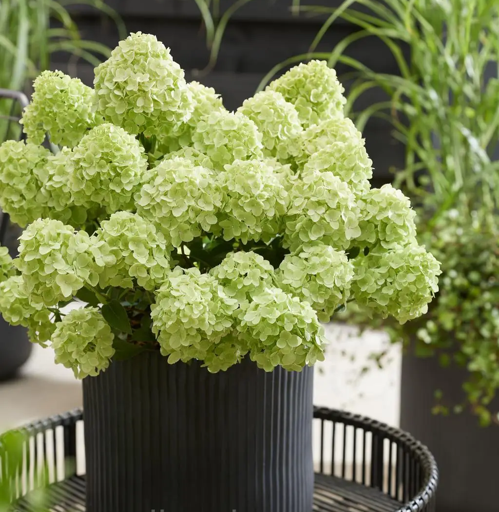 Гортензія волотиста "Петіт Чері" Hydrangea paniculata 'Petite Cherry', С1, 5