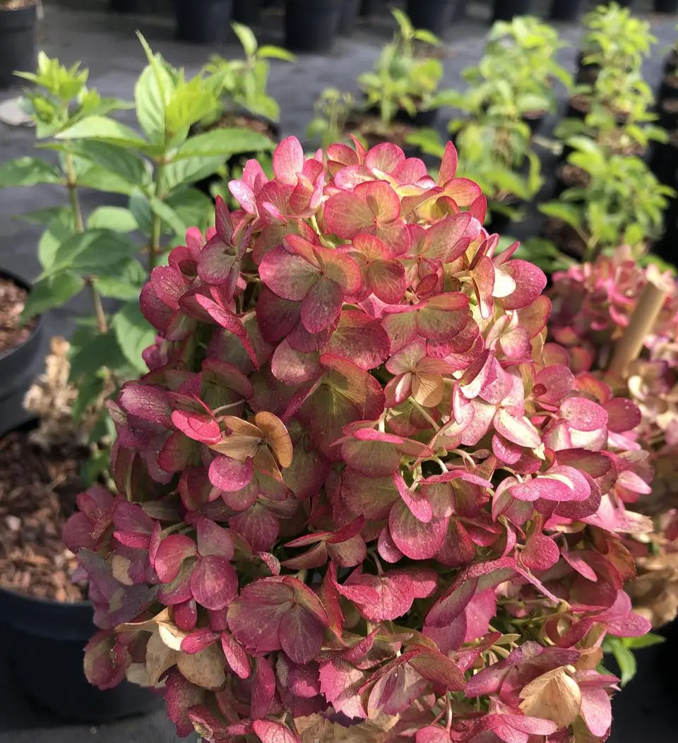 Гортензія волотиста "Петіт Чері" Hydrangea paniculata 'Petite Cherry', С1, 5 - Зображення 4