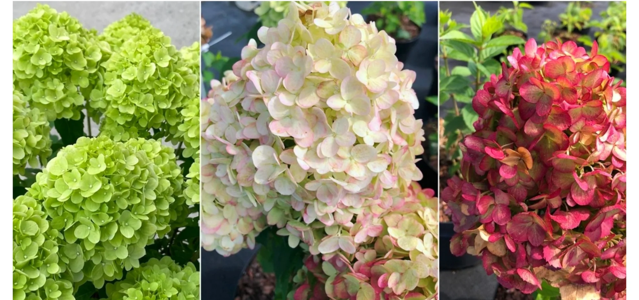 Гортензія волотиста "Петіт Чері" Hydrangea paniculata 'Petite Cherry', С1, 5 - Зображення 2