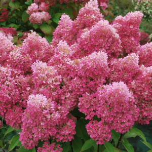 Гортензія волотиста "Петіт Флорі" Hydrangea paniculata 'Petite Flori", С1, 5