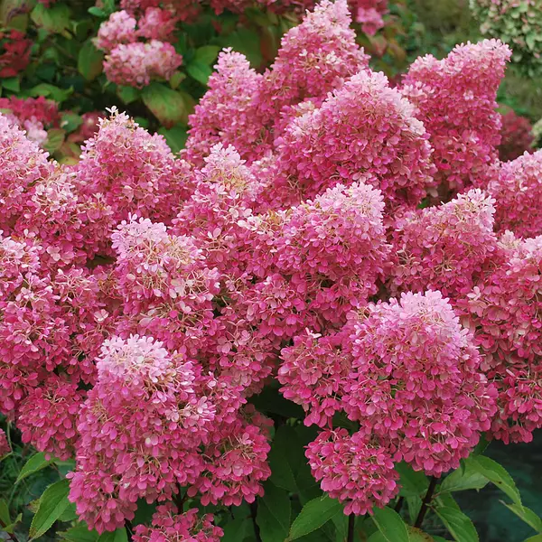 Гортензія волотиста "Петіт Флорі" Hydrangea paniculata 'Petite Flori", С1, 5