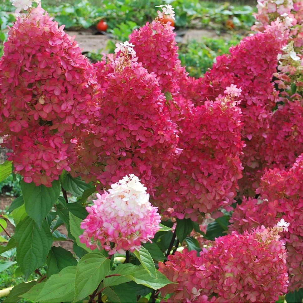 Гортензія волотиста "Петіт Флорі" Hydrangea paniculata 'Petite Flori", С1, 5 - Зображення 2