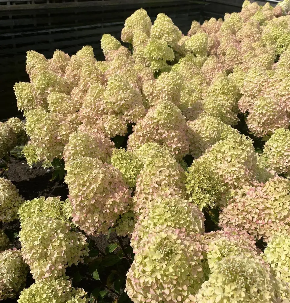 Гортензія волотиста "Петіт Флорі" Hydrangea paniculata 'Petite Flori", С1, 5 - Зображення 3