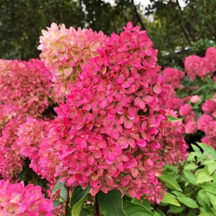 Гортензія волотиста "Петіт Флорі" Hydrangea paniculata 'Petite Flori", С1, 5 - Зображення 4