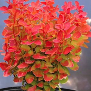 Барбарис тунберга "Марилка" Berberis thunbergii 'Marylka', С1, 5