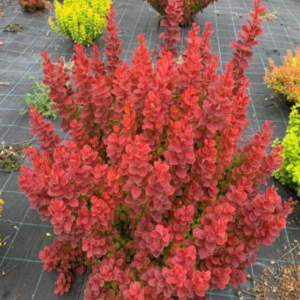 Барбарис тунберга "Марилка" Berberis thunbergii 'Marylka', С1, 5