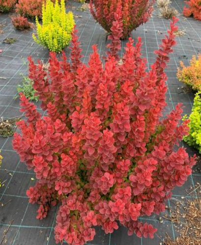 Барбарис тунберга "Марилка" Berberis thunbergii 'Marylka', С1, 5