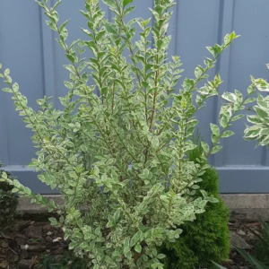 Бірючина срібнолиста "Variegata" Ligustrum "Variegata", С1, 5