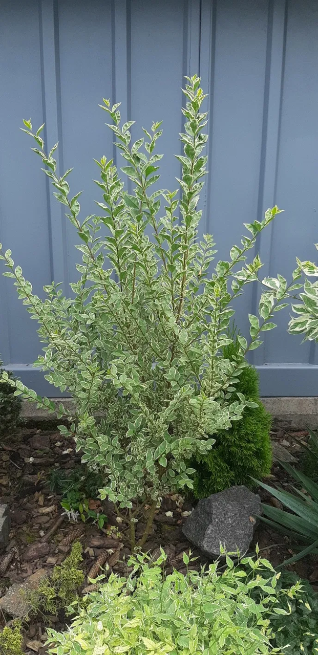 Бірючина срібнолиста "Variegata" Ligustrum "Variegata", С1, 5