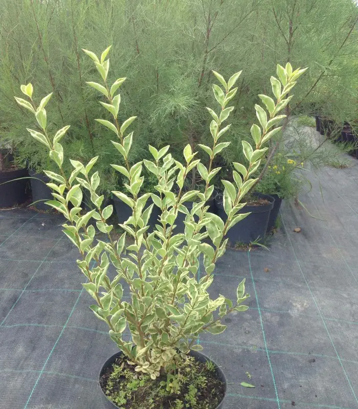 Бірючина срібнолиста "Variegata" Ligustrum "Variegata", С1, 5 - Зображення 2
