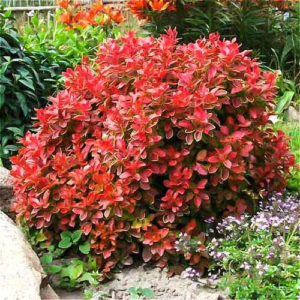 Барбарис тунберга "Корал", Berberis thunbergii "Coral", С1, 5