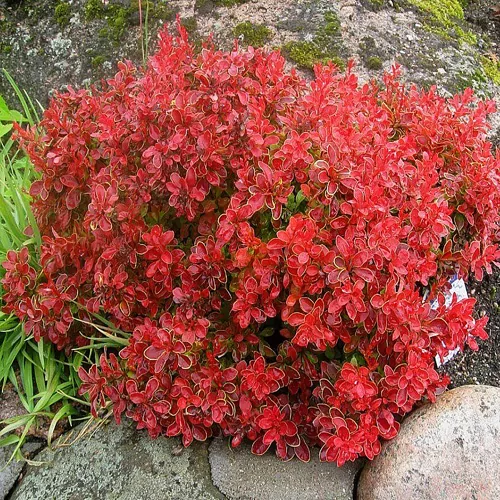 Барбарис тунберга "Корал", Berberis thunbergii "Coral", С1, 5 - Зображення 2