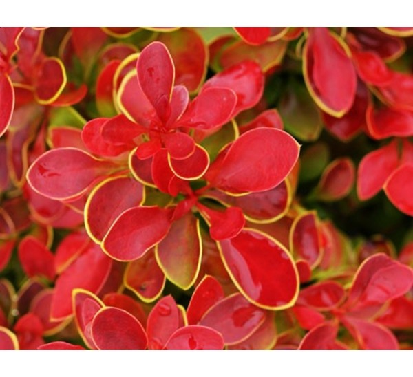 Барбарис тунберга "Корал", Berberis thunbergii "Coral", С1, 5 - Зображення 3