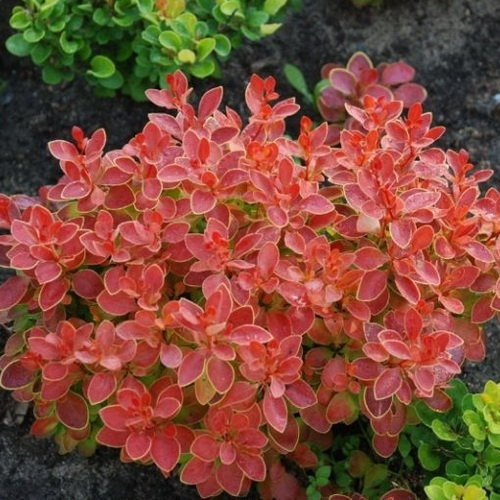 Барбарис тунберга "Корал", Berberis thunbergii "Coral", С1, 5 - Зображення 4