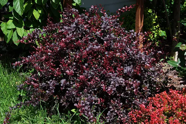Барбарис Тунберга "Дартс Ред Леді", Berberis thunbergii "Darts Red Lady", С1, 5 - Зображення 3
