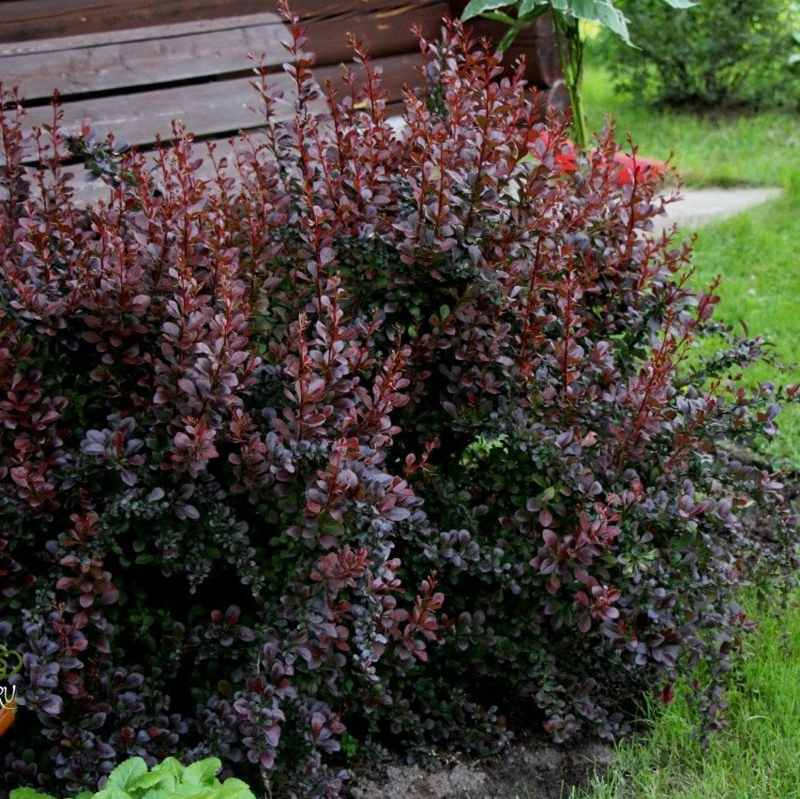 Барбарис Тунберга "Дартс Ред Леді", Berberis thunbergii "Darts Red Lady", С1, 5 - Зображення 2