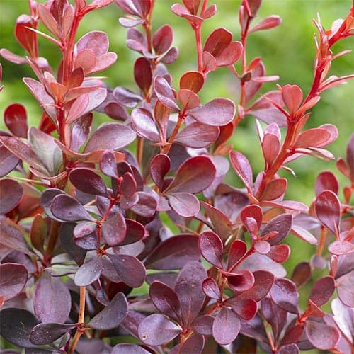 Барбарис Тунберга "Дартс Ред Леді", Berberis thunbergii "Darts Red Lady", С1, 5 - Зображення 4
