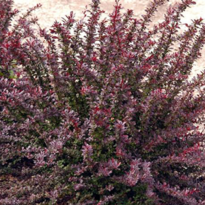 Барбарис тунберга 'Ред Чиф', Berberis Thunbergii 'Red Chief', С1, 5