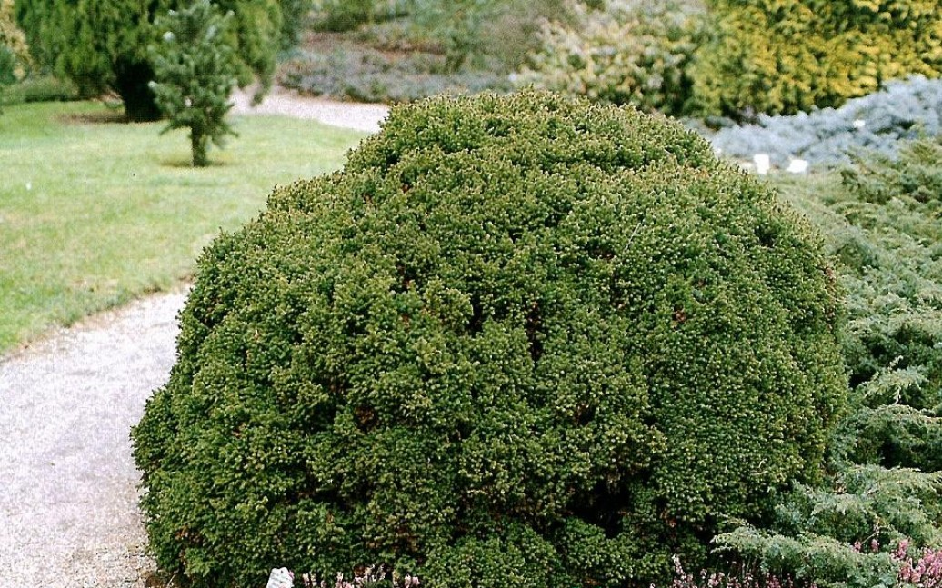 Криптомерія японська Вілморініана, Cryptomeria japonica Vilmoriniana, С1, 5 - Зображення 3