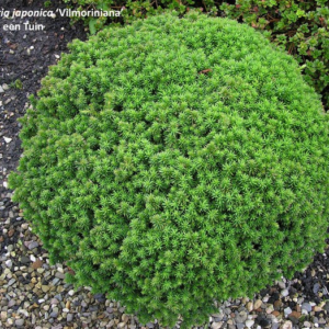 Криптомерія японська Вілморініана, Cryptomeria japonica Vilmoriniana, С1, 5
