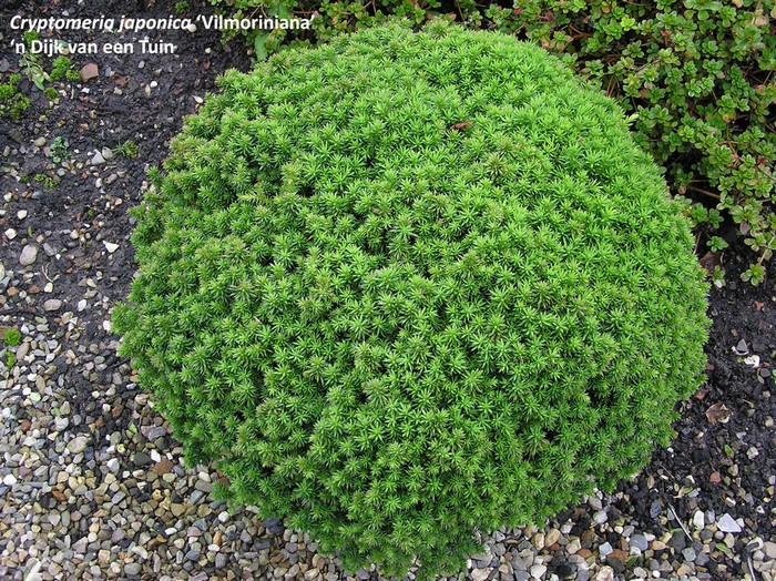 Криптомерія японська Вілморініана, Cryptomeria japonica Vilmoriniana, С1, 5