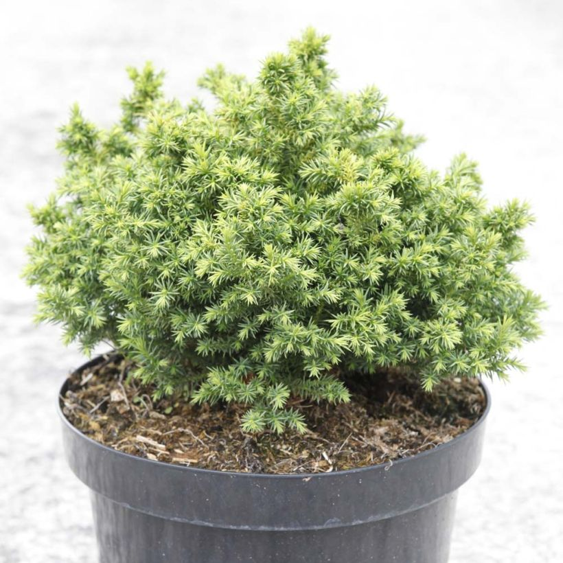 Криптомерія японська Вілморініана, Cryptomeria japonica Vilmoriniana, С1, 5 - Зображення 2
