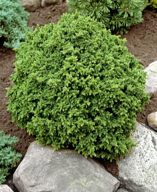 Криптомерія японська Вілморініана, Cryptomeria japonica Vilmoriniana, С1, 5 - Зображення 4