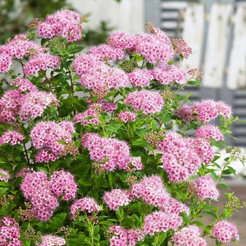 Спірея японська 'Літл Прінцес', Spiraea japonica 'Little Princess', С3 - Зображення 2