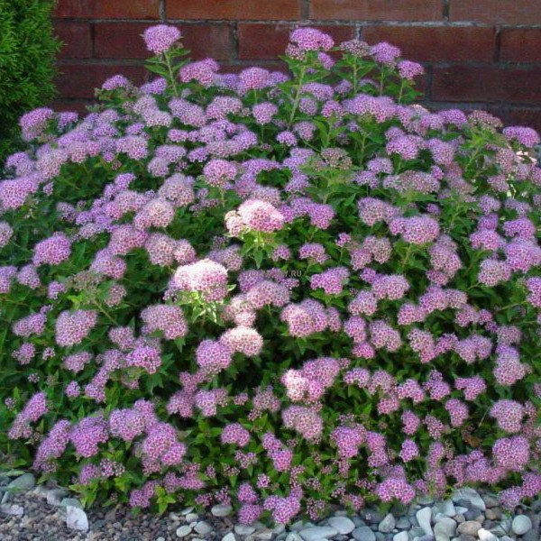 Спірея японська 'Літл Прінцес', Spiraea japonica 'Little Princess', С3