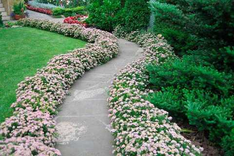 Спірея японська 'Літл Прінцес', Spiraea japonica 'Little Princess', С3 - Зображення 3