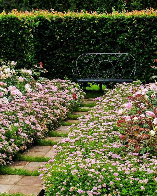 Спірея японська 'Літл Прінцес', Spiraea japonica 'Little Princess', С3 - Зображення 4