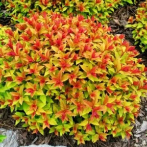 Спірея японська "Меджик Карпет" Spiraea japonica "Magic Carpet", С3